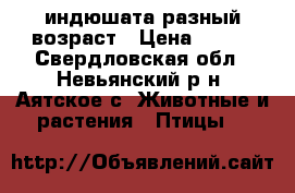 индюшата разный возраст › Цена ­ 250 - Свердловская обл., Невьянский р-н, Аятское с. Животные и растения » Птицы   